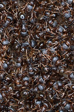 Ants (Formicidae)