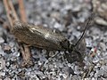 Incurvaria pectinea Haworth, 1828