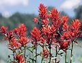 Image 47State flower of Wyoming: Indian paintbrush (from Wyoming)