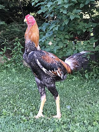 <span class="mw-page-title-main">Índio Gigante</span> Breed of chicken
