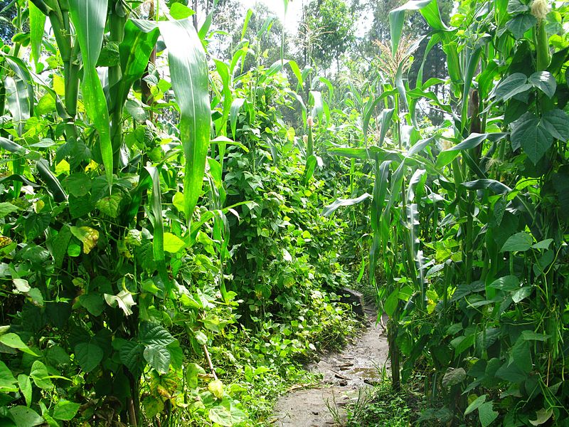 File:Intercropping maize and beans.jpg