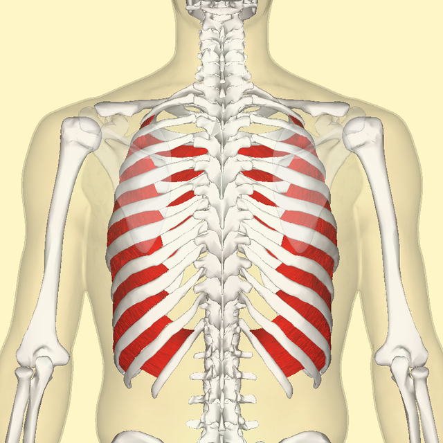 external intercostal muscles