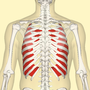 Thumbnail for Internal intercostal muscles