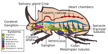 Internal morphology of Coleoptera.svg