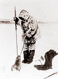 Inuit fangar sel ved pustehol. Bilete frå kring 1890.