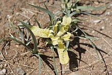 Iris potaninii 1.jpg