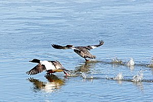 Jääkoskel: Välimus, Levik, Toitumine