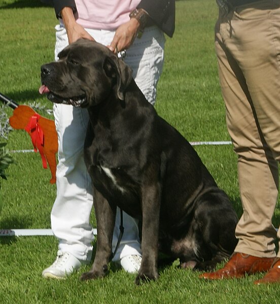 File:Italian Corso Dog grey male 2.jpg