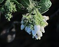 J20170113-0032—Arctostaphylos viridissima 'White Cloud'—RPBG (32210500501).jpg
