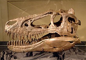 Réplica do crânio "Jane", Burpee Museum of Natural History