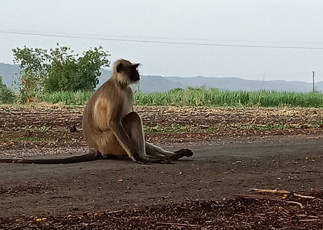 Image: Jalgaon district monkey