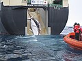 Minke whale and her 1-year-old calf, taken aboard the Japanese factory ship Nisshin Maru