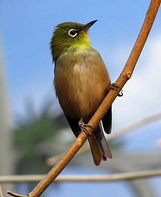 <span class="mw-page-title-main">Japanese white-eye in Hawaii</span> Species of bird