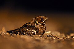 Description de l'image JerdonsNightjar DSC 0351.jpg.