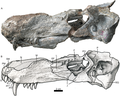 Vignette pour Akidnognathidae