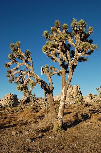 File:Joshua Tree NP - Joshua Tree 7.jpg