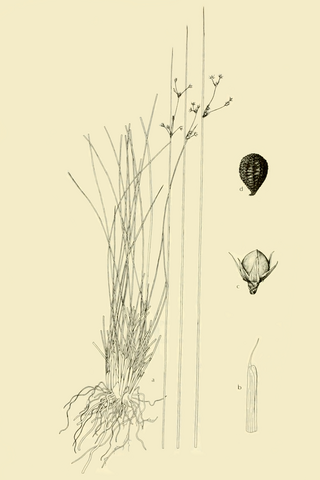 <i>Juncus coriaceus</i> Species of plant in the genus Juncus