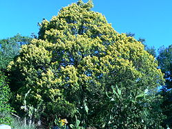 Juniperus chinensis cult. aurea.JPG