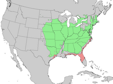 Mapa rozšíření jalovce viržinského (zeleně var. virginiana, růžově var. silicicola)