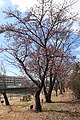 P086 河津桜 Kawazuzakura 全体の写真