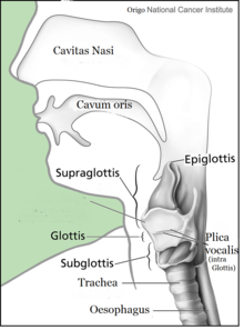 Larynx and nearby structures
Cavitas nasi: Nasal cavity
Cavis orum: oral cavity
Glottis: Larynx
Plica vocalis: Vocal cords
Trachea
Oesophagus: Esophagus Kehlkopf Schema.png