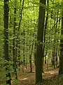 de: Kellerwald Urwaldsteig beim Salzkopf, Hessen, Deutschland - Hainsimsen-Buchenwald (Luzulo Fagetum) en: Kellerwald Urwaldsteig near Salzkopf, Hesse, Germany