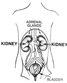 Kidneys within the human body, where renal compensation takes place. Kidney (PSF).png