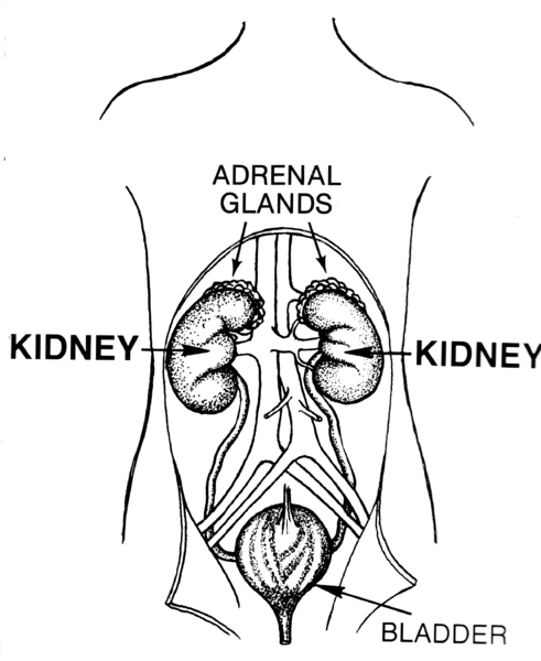 File:Kidney (PSF).png