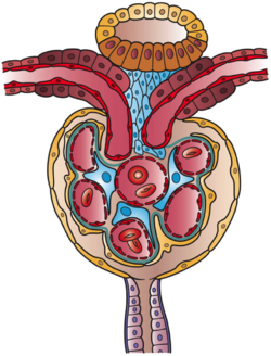 Fig.7) Cross-sectional diagram of the juxtaglomerular apparatus and adjacent structures: 1) top, yellow - distal convoluted tubule; 2) top, brown -macula densa cuboidal cells surrounding arterioles; 3) small blue cells - juxtaglomerular cells; 4) large blue cells - mesangial cells; 5) tan - podocytes lining Bowman's capsule adjacent to capillaries, and parietal layer of capsule, 6)center - five glomerular capillaries, and the 6)bottom, purple - exiting tubule. Structures (2), (3), and (4) constitute the juxtaglomerular apparatus. Kidney Nephron Cells.png