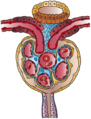 This images shows the cells that make up a nephron in the kidneys. The following parts are seen: Lumen of a distal convoluted tubule (DCT), Macula densa, juxtaglomerular cells, lacis cells, mesangial cells, podocytes—visceral layer of Bowman’s capsule, parietal layer of Bowman’s capsule, lumen of a glomerular capillary, and the urinary space.