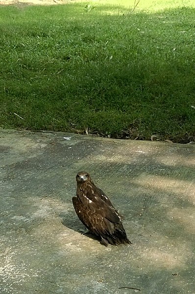 File:Kite with broken wings 01.jpg