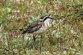 * Nomination Kittlitz's plover (Charadrius pecuarius), iSimangaliso Wetland Park, KwaZulu Natal, South Africa --Charlesjsharp 19:45, 23 March 2015 (UTC) * Promotion I'd personally crop a bit tighter, but this works too. Good quality. --Crisco 1492 03:40, 25 March 2015 (UTC)