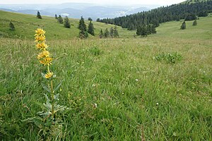 Protected yellow gentian in a meadow on the valley flank at Seebuck