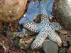 File:Knobby Star (Pisaster giganteus) (f764725e-70fa-46e1-b9de-da39335b3412).jpeg (Category:Pisaster giganteus)