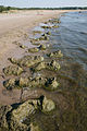 * Nomination Algae on dog beach in Mäntyluoto, Pori, Finland. --kallerna 17:49, 7 March 2012 (UTC) * Promotion Nice, interesting, and good DOF -- MJJR 20:00, 7 March 2012 (UTC)