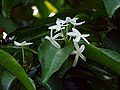 Kopsia arborea flowers