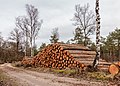 Stapels gezaagde boomstammen langs het bospad.