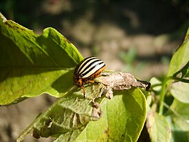 Koloradonkuoriainen (Leptinotarsa decemlineata)