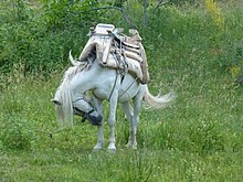 Photo de profil d'un cheval blanc se grattant la jambe, il porte sur son dos un bât en bois