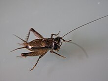 L. magnatus oookamekoodogi 2009,10.JPG