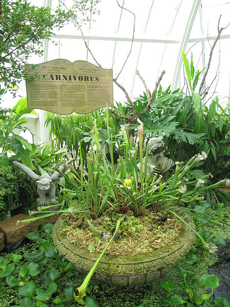 File:Laika ac Conservatory of Flowers (6419554201).jpg