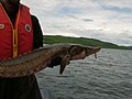 Acipenser fulvescens Lake sturgeon