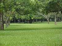 Lawn inside Lalbagh