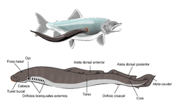Alimentación de la lamprea y morfología externa.
