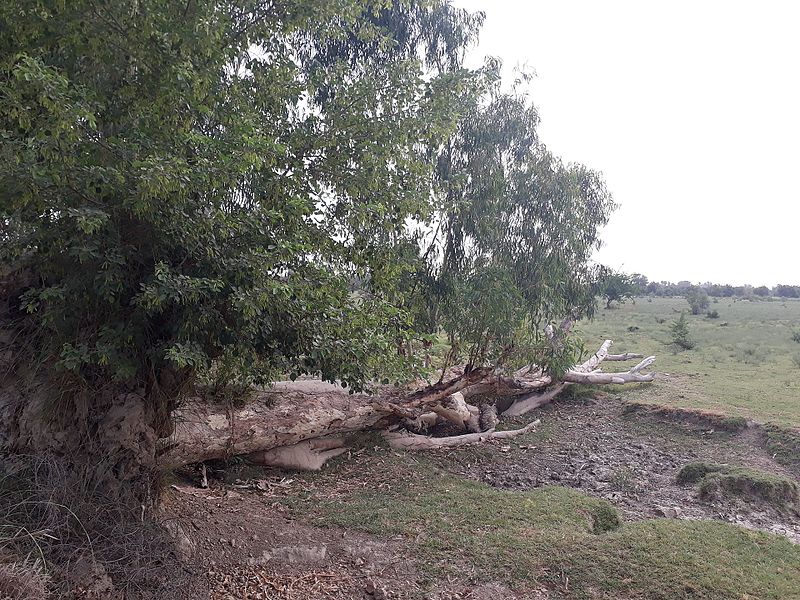 File:Land loves a fallen tree.jpg