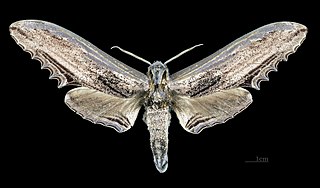 <i>Langia</i> Genus of moths