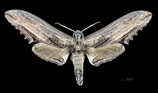 Langia zenzeroides zenzeroides MHNT CUT 2010 0 Khasi Hills Assam male dorsal