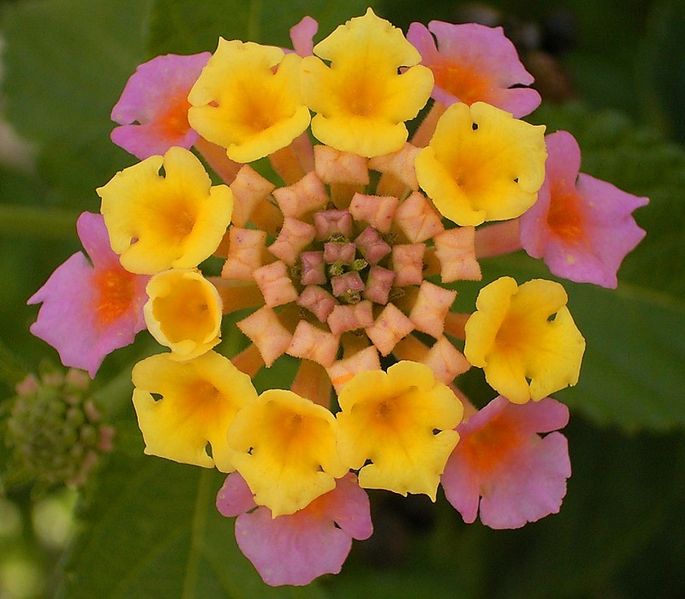 File:Lantana camara 03 ies.jpg