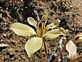 Lapeirousia fabricii (Iridaceae) (6929292401).jpg