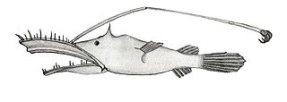 <i>Lasiognathus beebei</i> Species of fish